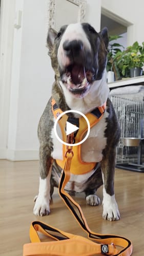 Customer video review of Ladder Combat® Multiple Handles Lead - Orange