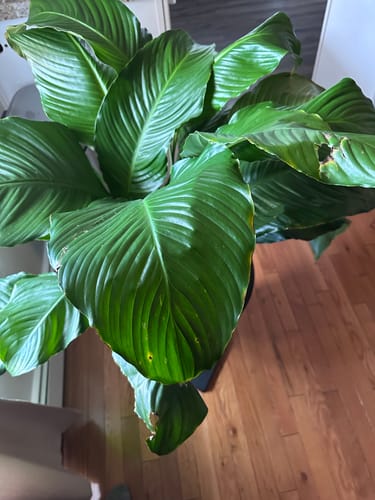 A customer's thriving plant with lush, green leaves after using Hydration Renew.