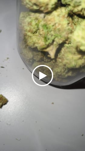 Customer video review of Blueberry Muffin THCA Flower