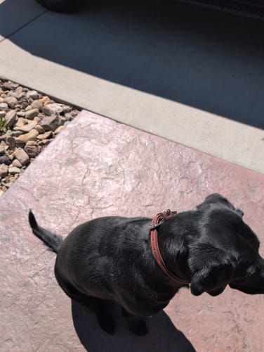 Customer's black dog sitting outdoors wearing the brown leather Bentley Raised Collar.