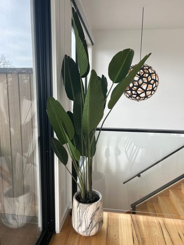 Customer photo review of Grand Artificial Potted Travellers Palm (Banana Palm Tree) 180cm
