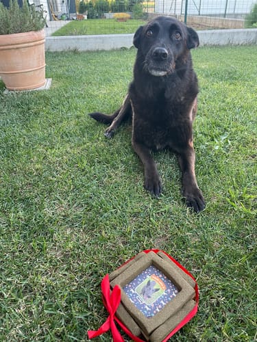 Customer photo review of BiscoBau Fotogenica Torta Per Cani con Fotografia e Messaggio (senza decorazioni di glassa o pasta di zucchero)