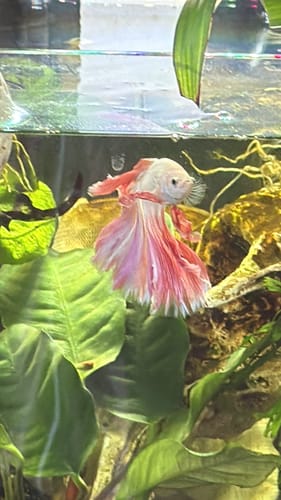 Customer's Pink Sakura Halfmoon Betta Fish with a pale body and flowing pink fins swimming in a planted aquarium.