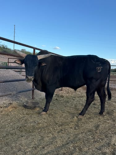 Customer photo review of OptiWize Collagen +Plus Livestock Joint Supplement