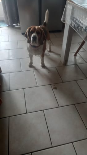 Customer photo review of Shampoing Sans Rinçage - Apaisant pour chien 🏔️