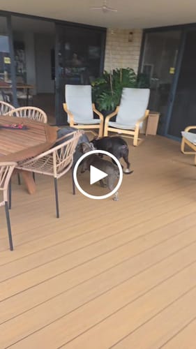 Customer video review of Outback Herder -
