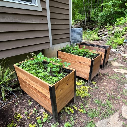 Customer photo review of 18" x 36" Raised Garden Bed - 30" TALL / Garden Grade
