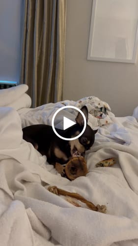 Customer video review of Smoked Beef Marrow Bone