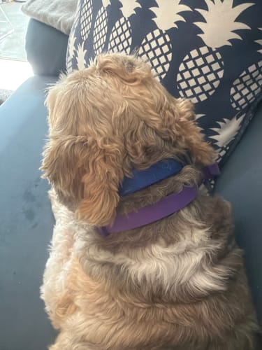Customer's dog shown from behind, wearing a blue and purple calm collar while resting on a couch.