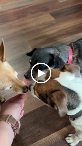Customer video review of Long-Lasting Yak Chews — 4 Flavor Pack