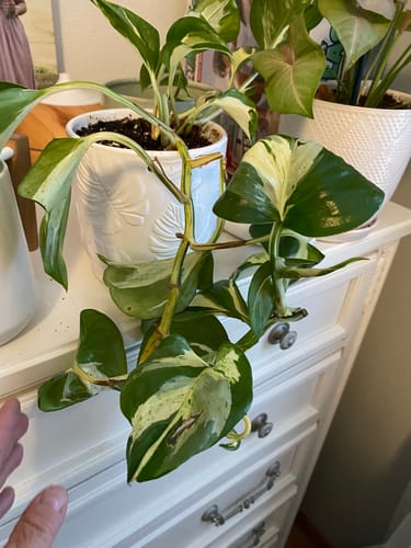 Reviewer's healthy variegated pothos plant in a chicken planter, showing vibrant growth after using Soil Refresh.