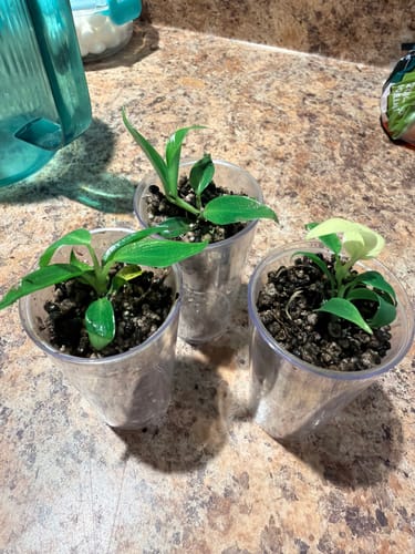 Customer photo review of Philodendron Spiritus Sancti (Rear)