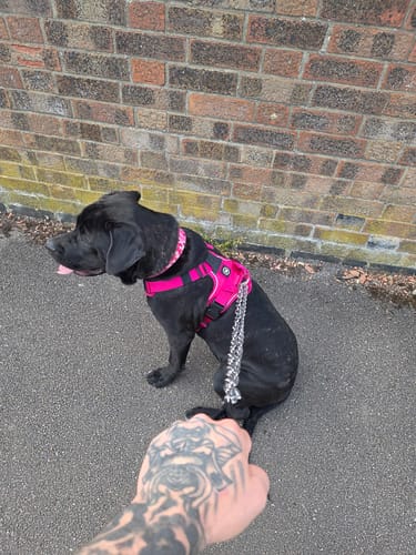 Customer's large black dog sits on a path wearing the pink Anti Pull Hurricane Harness.
