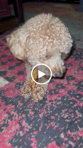 Customer video review of Bully Bites