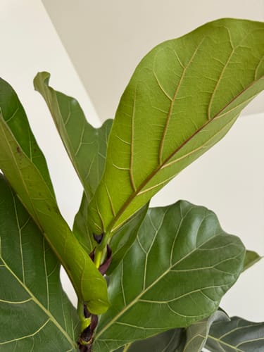 Customer's close-up view of a fiddle leaf fig showing healthy, new green leaves after using the product.