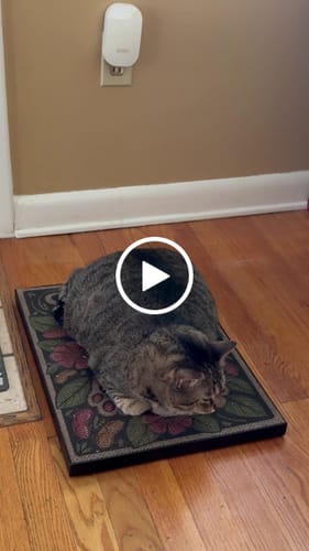 Customer video review of Toe Beans - Luxury Cat Scratching Board