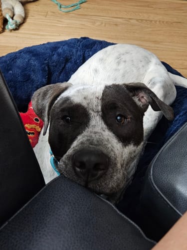 Reviewer's happy dog resting in a blue dog bed after enjoying a Smoked Beef Marrow Bone.