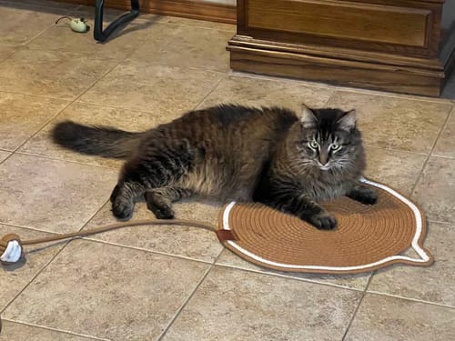 Customer photo review of Instinct Mat | The Scratching Mat Her Biology Actually Recognizes (NEW)