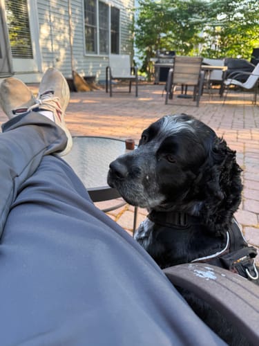 Customer's black and white dog sitting on a brick patio with a Smoked Beef Marrow Bone on the table.