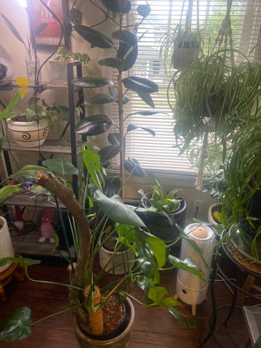 Customer's collection of healthy houseplants in a room after using the Houseplant Pest Spray.