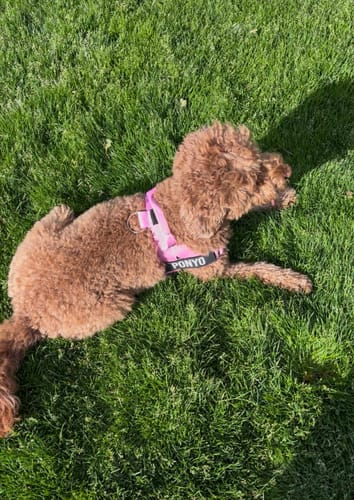 Customer photo review of No-Pull Dog Harness