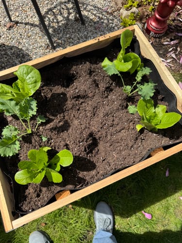 Customer photo review of 18″ x 24″ Raised Garden Bed - 30" TALL / Select Grade