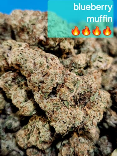 Customer photo review of Blueberry Muffin THCA Flower