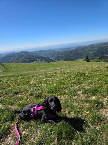 Customer photo review of Anny X FUN harness - Fuchsia pink