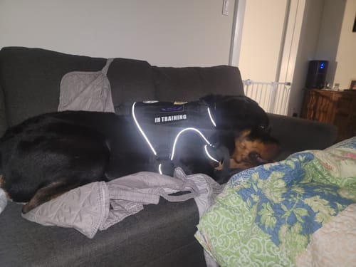 Customer's Rottweiler puppy sleeping on a couch while wearing the reflective Team K9 Dog Harness.