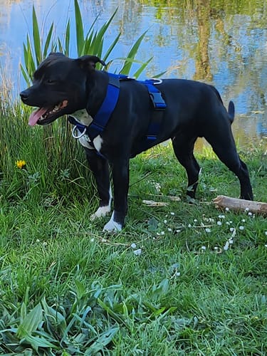 Customer photo review of Anti-Pull TRI-Harness® | Training Dog Harness for All Breeds - Blue