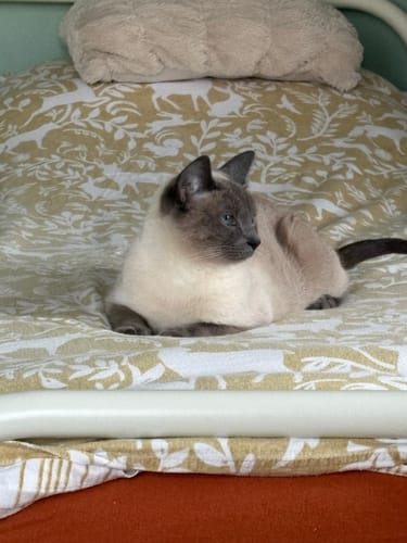 Customer photo review of 3 Month Supply - 1 Cat