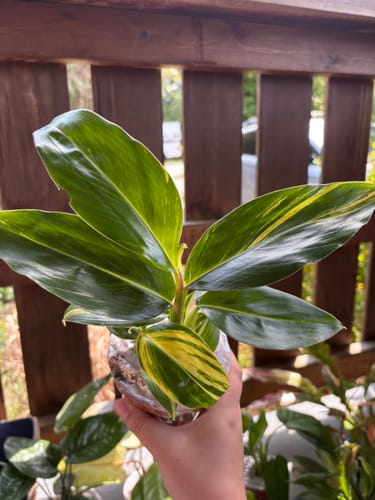 Customer holding a healthy Variegated Shell Ginger plant with striking yellow and green variegated leaves.