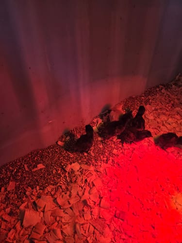 Customer photo review of Ayam Cemani "FLF New Imported Bloodline" Chick (Unsexed)