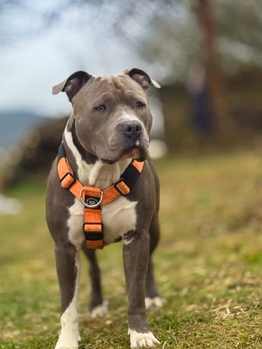 Customer photo review of Anti-Pull TRI-Harness® | Training Dog Harness for All Breeds - Orange