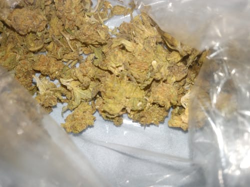 Customer photo review of Bulk THCA Smalls
