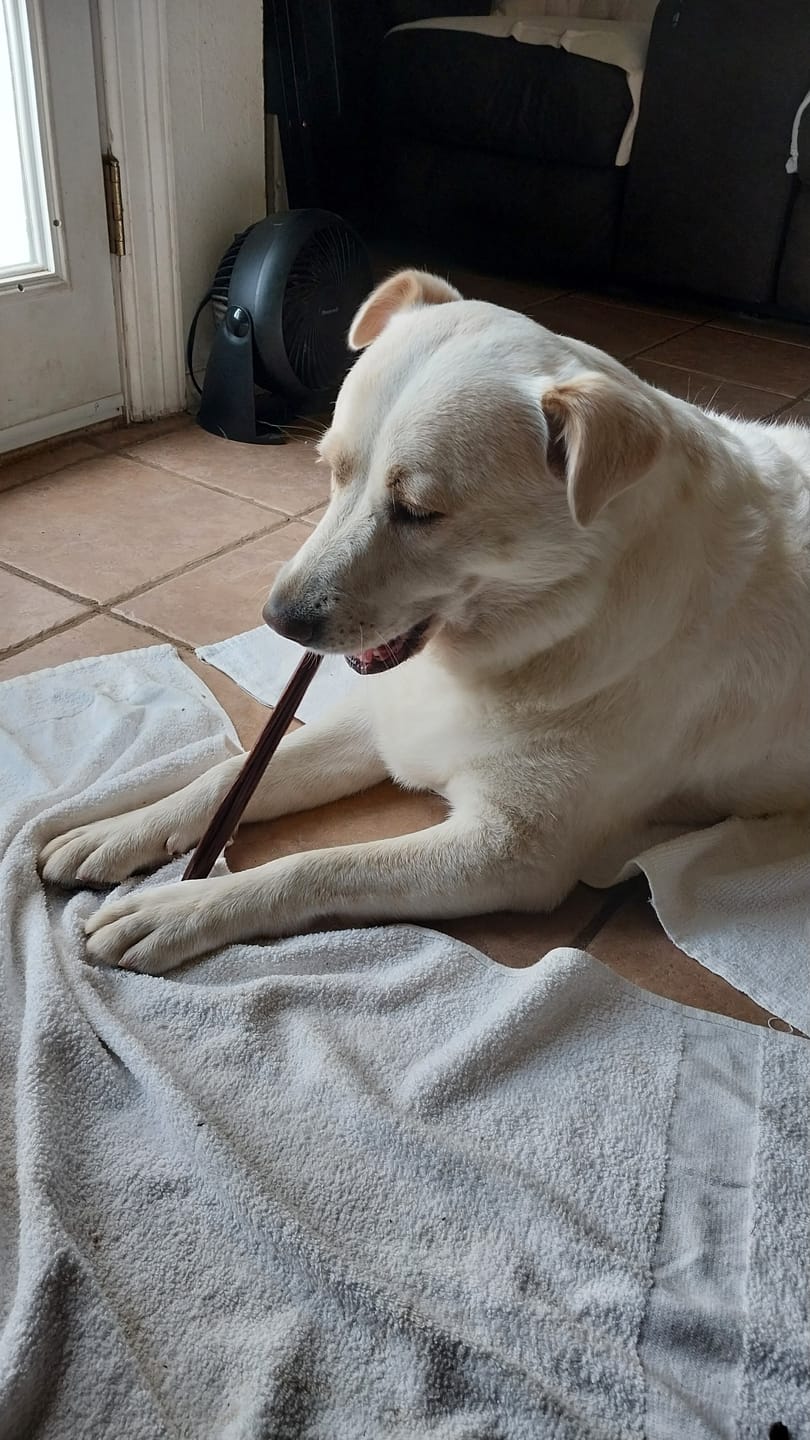 Customer photo review of 12" Gullet Sticks For Dogs
