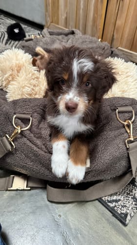Customer photo review of Chocolate | The Cosy Car Seat