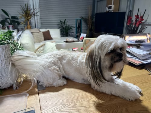 Customer's freshly groomed dog lying calmly on a table after using the GroomMate Pet Grooming Kit.