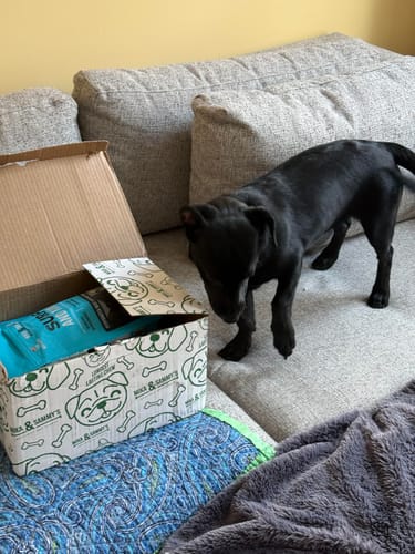 Customer's black dog looking into the open box of the Large Dog Mega Spring Bundle on a couch.