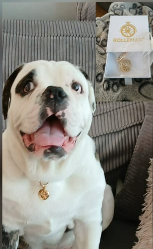 Klantenfoto van een hond die de gouden Huisdierenpenning draagt, met een tweede afbeelding van de penning in zijn doosje.
