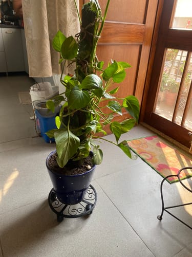 Customer photo review of TryGreen Luna Wheel Rolling Plant Stand for Planters