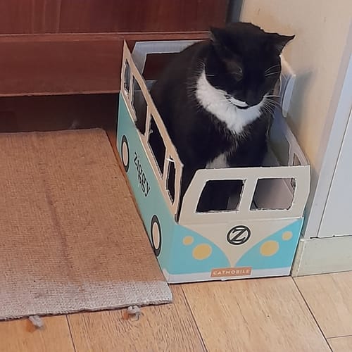 Un chat noir et blanc d'un client assis dans la boîte promotionnelle Ziggy en forme de van.