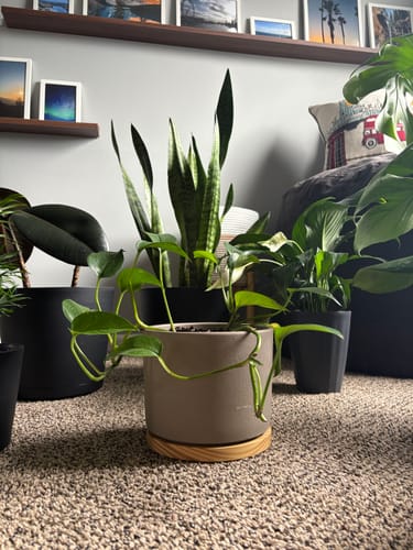 A customer's collection of healthy houseplants after using the Houseplant Pest Spray.
