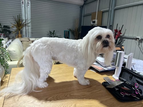 Customer's small white dog standing on a table after being freshly groomed with the GroomMate Pet Grooming Kit.