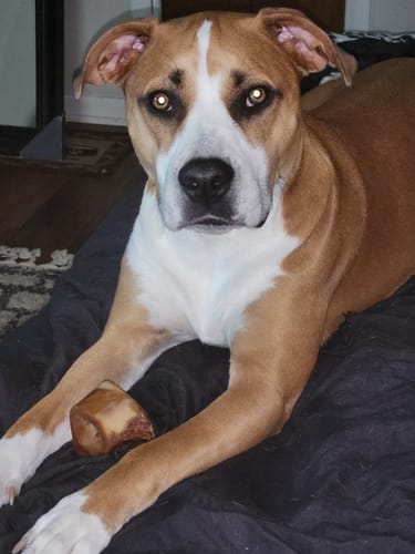 Customer's tan and white dog lying down with a large Yak Chew between its paws.