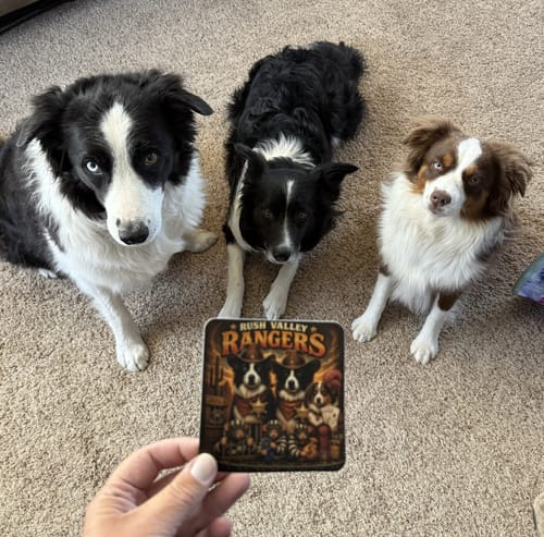 Customer holding a custom sticker of their three dogs, with the real dogs sitting in the background.