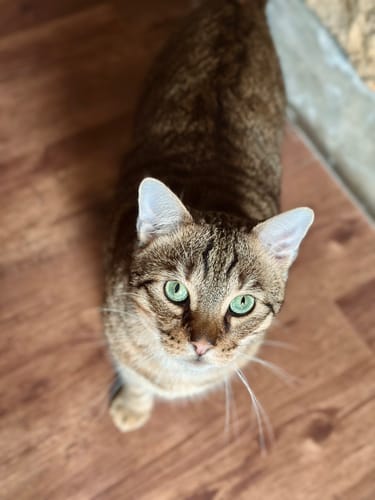 Le chat tigré d'un client aux yeux verts, avec un pelage brillant grâce aux croquettes au poulet.