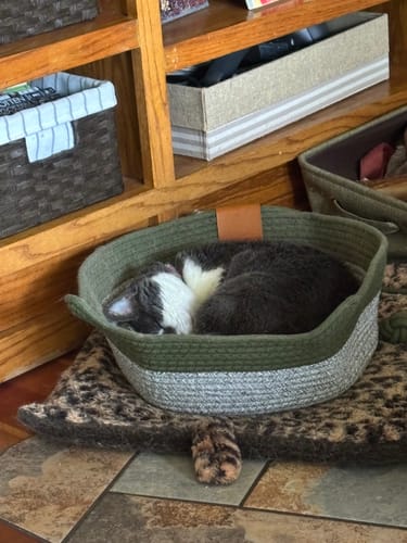 Customer photo review of Instinct Basket | Meet the first research-backed natural territory for indoor cats