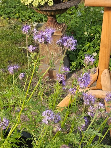 Customer photo review of Bijenvoer - Phacelia tanacetifolia