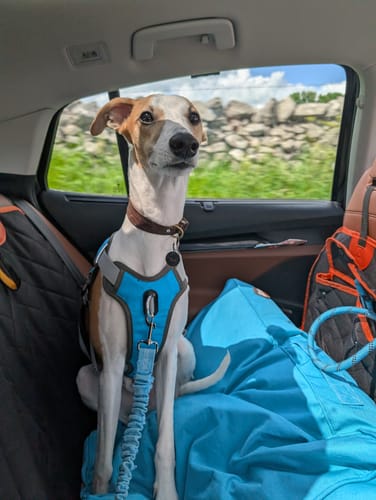 Customer photo review of Heritage-&-Hound Fishtail Premium Padded Sighthound Leather Collars